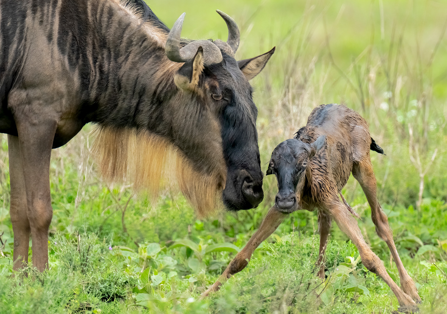 4 Days Calving Season Safari